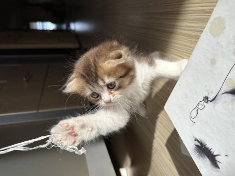 Uzun tüylü ve kırık kulak erkek scottish fold 50 günlük