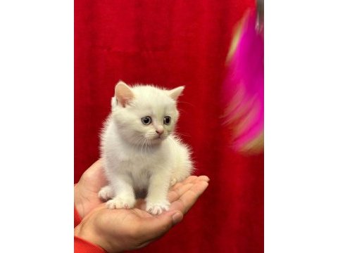 British shorthair yavrularımız