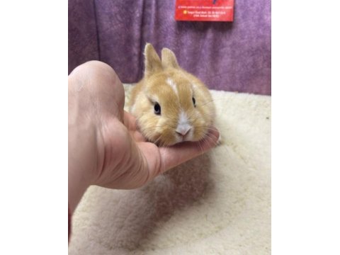 Cüce netherland dwarf tavşanlarımız