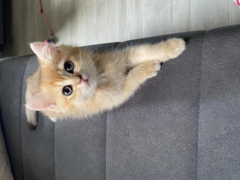 Ny12 dişi british shorthair bebekler