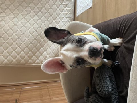 5. 5 aylık erkek french bulldog ücretli