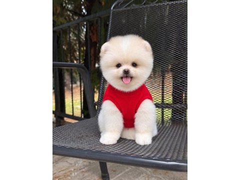 Dişi ve erkek 2.5 aylık pomeranian