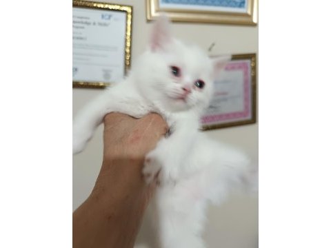 British shorthair dişi