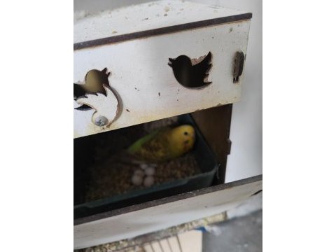 Uyguna yeni yeme düşmüş yavru muhabbet kuşları