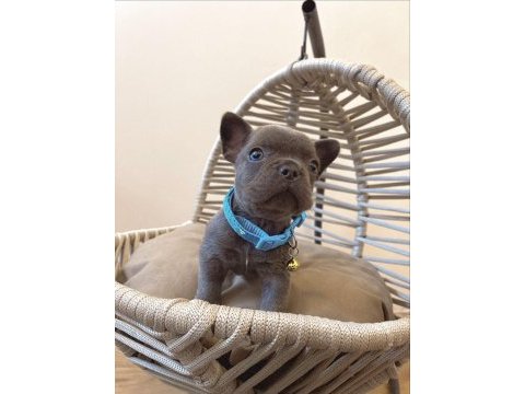 Dişi ve erkek her renkte mevcut french bulldog yavrularım