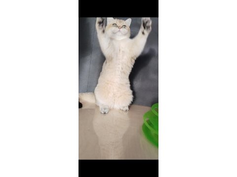 Safkan british longhair kızlarım karşınızda