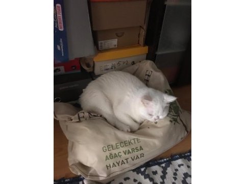 2 yaşında eğitimli terbiyeli british shorthair