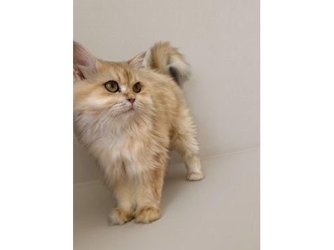Ny12 renk safkan şecereli british longhair kedimiz