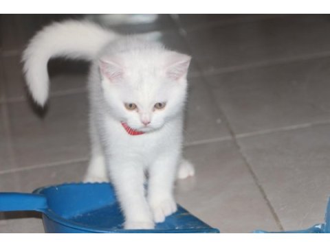 British shorthair dişi ve erkek white
