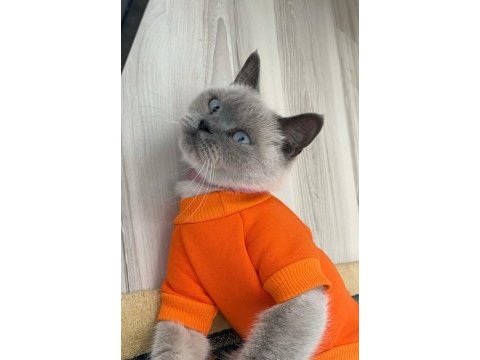 Tuvalet eğitimi var tertemiz kedimiz koku yapmaz