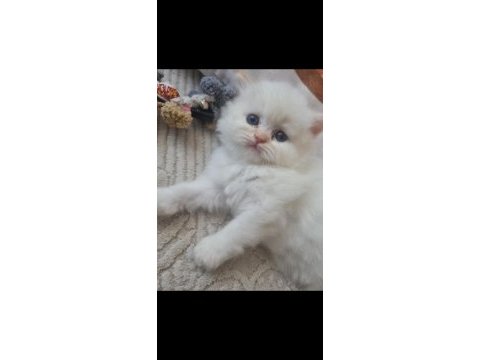 British longhair kedisi beyaz