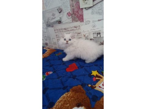 British longhair blue point erkek safkan mavi göz