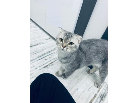 5 aylık erken sahiplendirmek istiyoruz