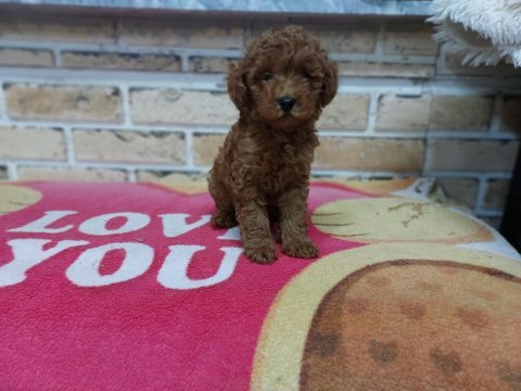 Red brown orijinal dişi poodle yavrumuz