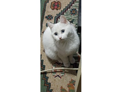 British shorthair 1 yaşında