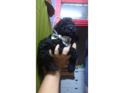 Siyah inci poodle oğlumuz yeni yuvasını arıyor