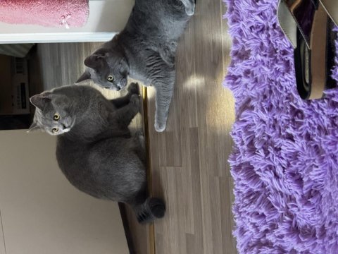 British shorthair tatlışımız