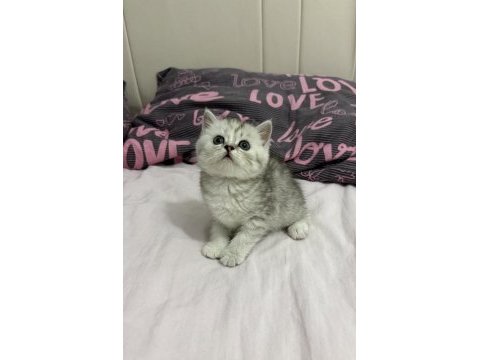 Kar beyazı british longhair bebekler geldi