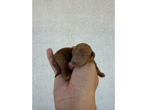 Orjinal poodle