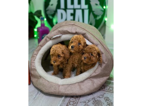 Ev üretimi toy poodle yavrularımız