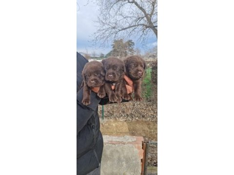 Labrador yavrularımız
