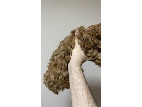Poodle kıvamında a kalite maltipoo