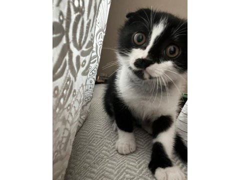 3 aylık yavru scottish fold