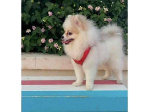 Pomeranian boo dişi mini tea cup