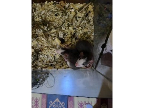 Ele alışkın rat yavruları