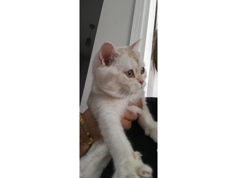 British shorthair dişi yavru