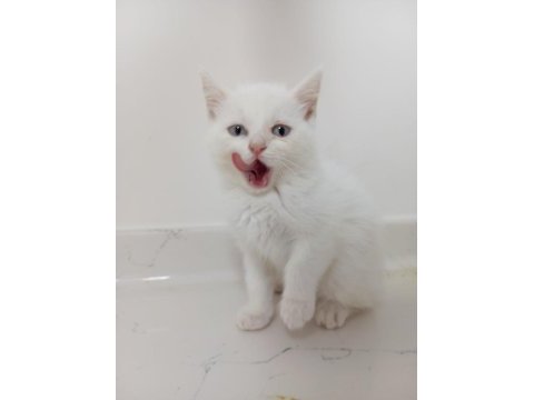 British shorthair yavruları