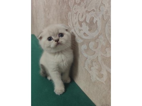 Scottish fold yavru
