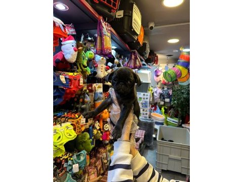 Aron güvencesi ile yurt dışı girişli safkan pug