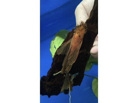 L144 longfin ve süper red brokoli balıklar mevcuttur
