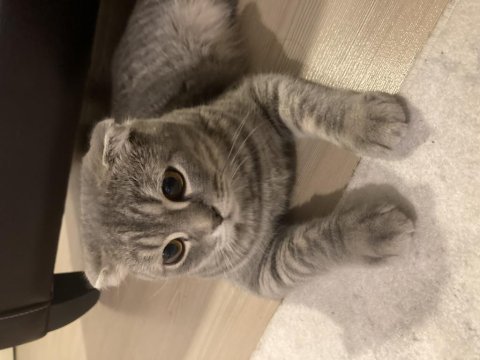 Scottish fold erkek kedimiz