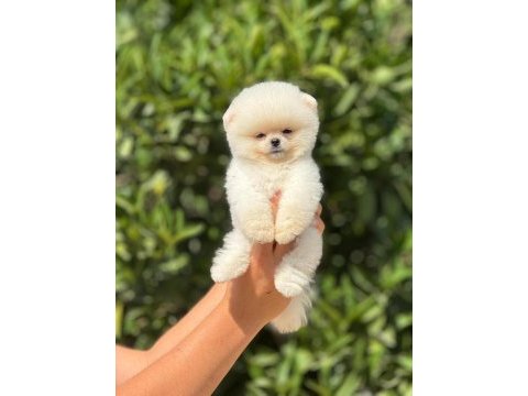 Pati ver sizler için burada pomeranian