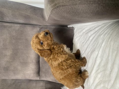 Mını boy maltipoo oğlumuz