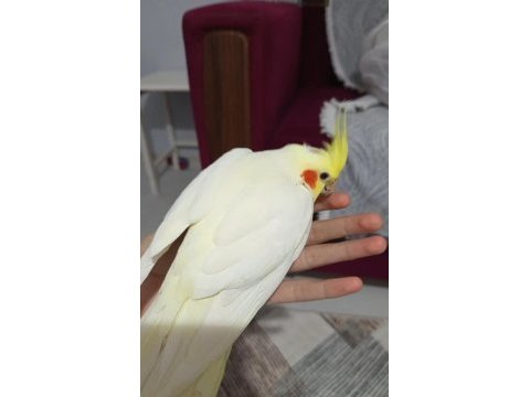 Uyguna sultan papağanı kafesi ile