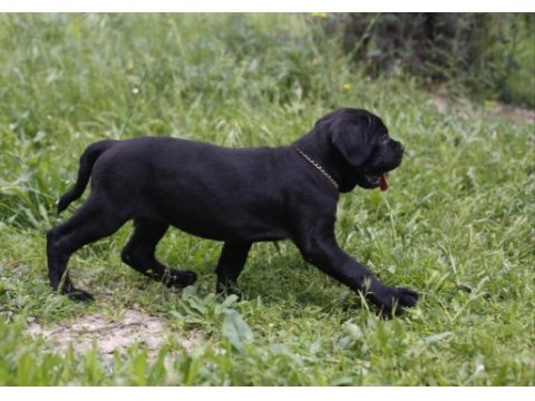 Irk ve sağlık garantili şecere belgeli cane corso