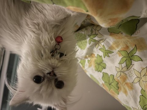 Kar beyazı british longhair