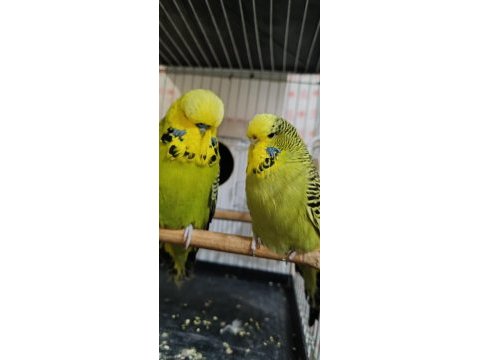 Jumbo muhabbet kuşu