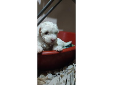 Minik yavrular maltese terrrier