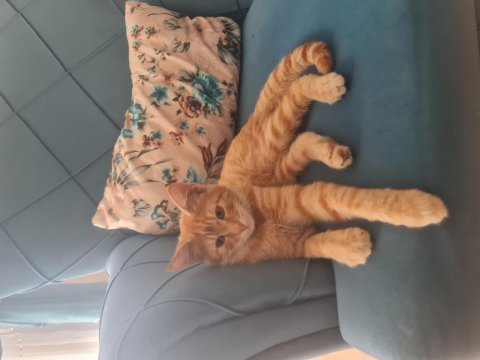 Fetih isimli kedimiz sahibini arıyor