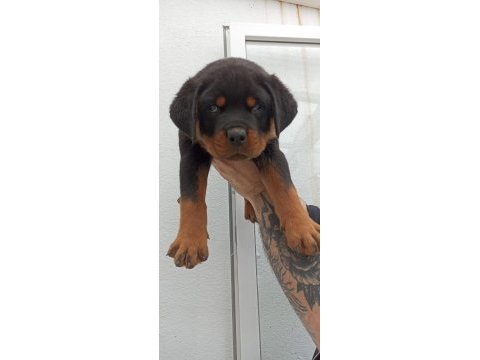 Üst kalite çok kaliteli rottweiler yavrular şecereli