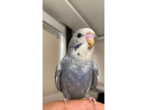 Evcil 2 aylık erkek muhabbet kuşu