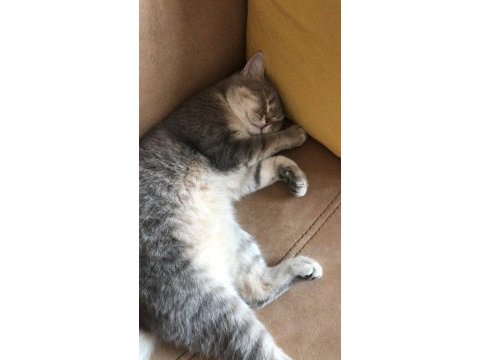 British shorthair kedimize yuva arıyoruz