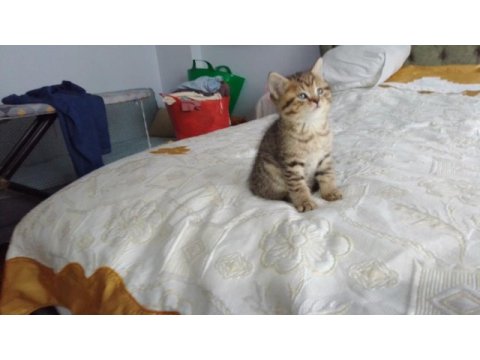 British shorthair yavrular