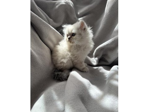 British longhair yavru kedim