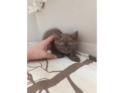 British shorthair yavru 1 mayıs doğumlu