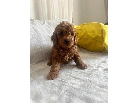 Muhteşem poodle mınıkler